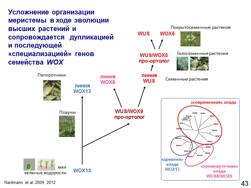 мхи зеленые водоросли WUS/WOX9 про-ортолог линия WUS линия WOX9 линия WOX13 WOX13 Плауны Семенные